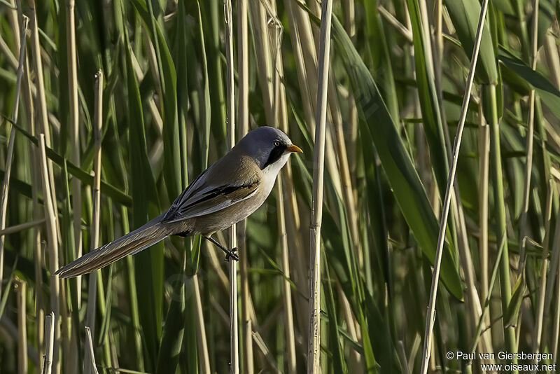 Bearded Reedlingadult