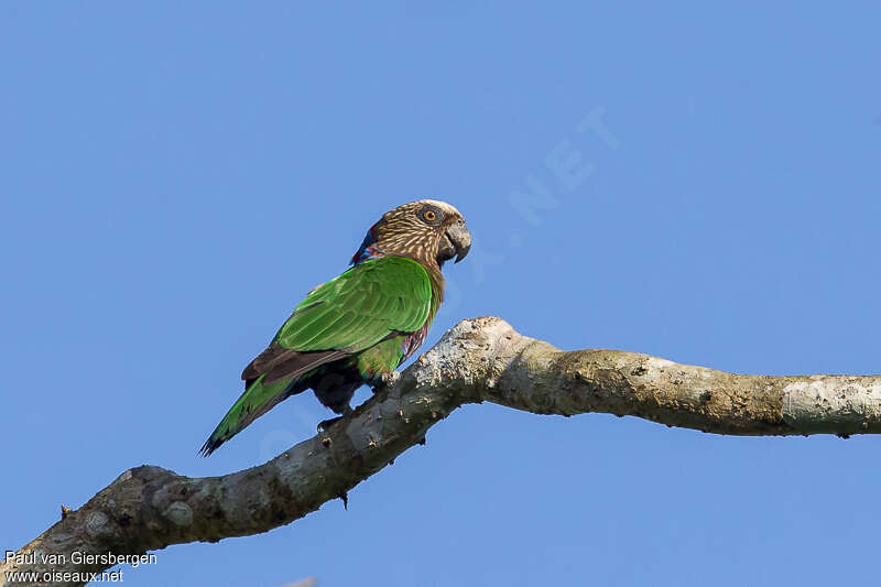 Red-fan Parrotadult, pigmentation, Behaviour