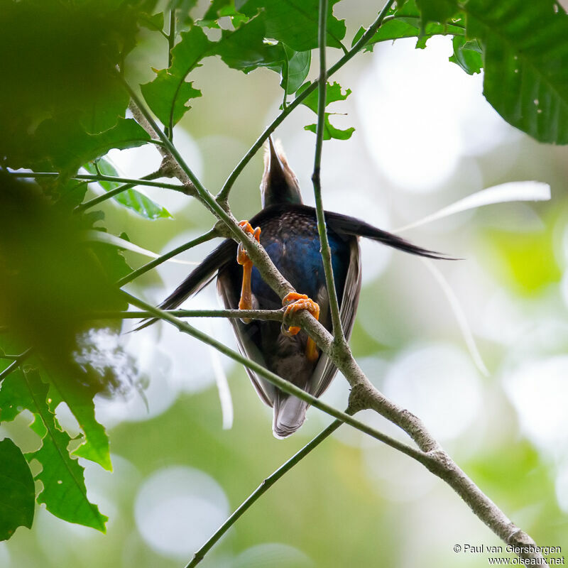 Standardwing