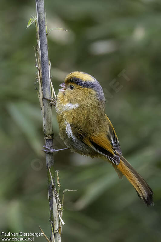 Paradoxornis à front fauveadulte