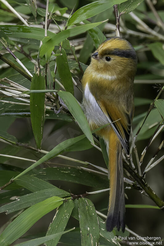 Paradoxornis à front fauveadulte