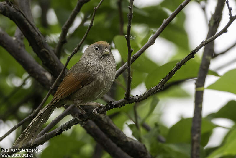 Ashy-throated Parrotbilladult