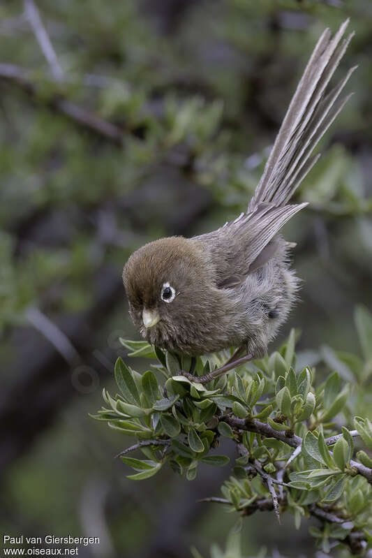 Spectacled Parrotbilladult