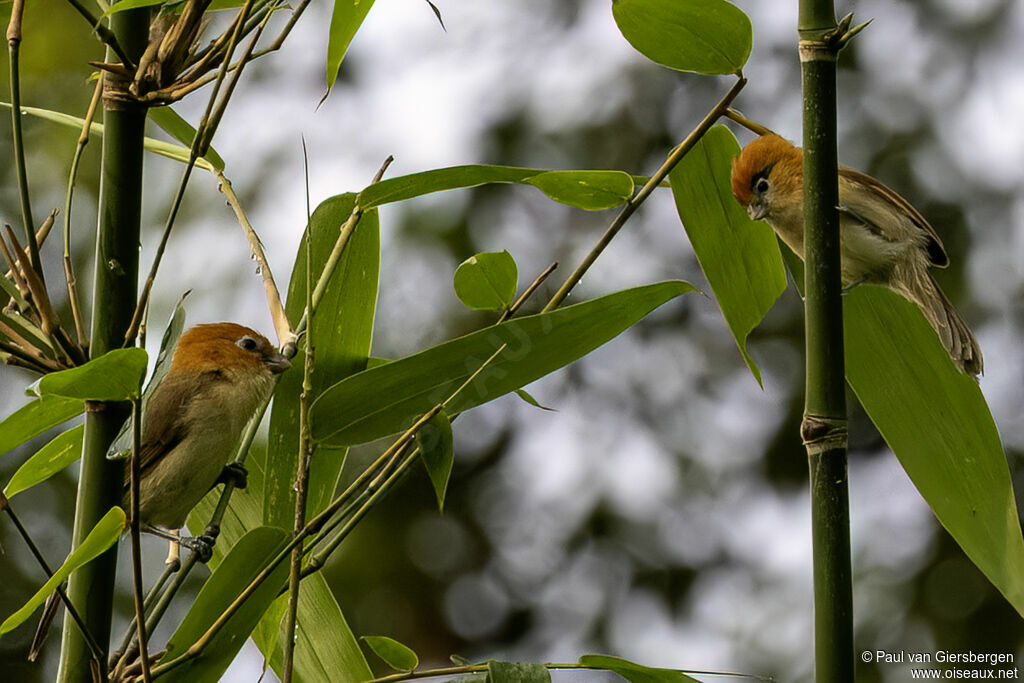 Paradoxornis à sourcils noirs