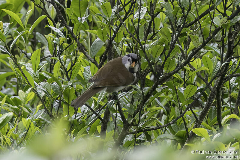 Paradoxornis à tête griseadulte