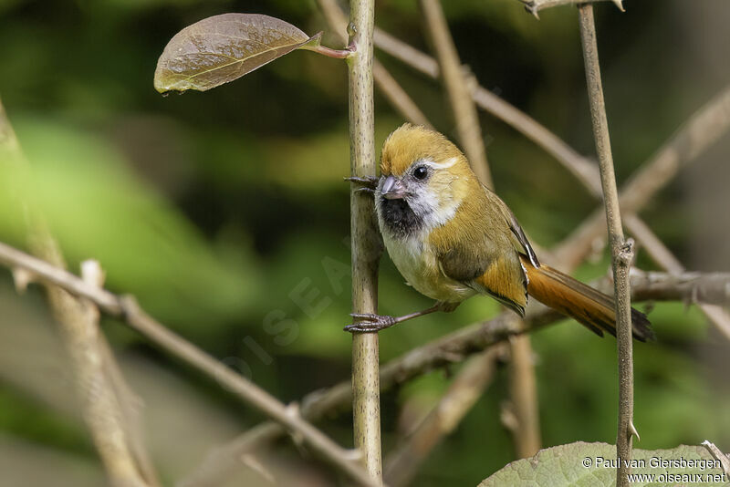 Golden Parrotbilladult