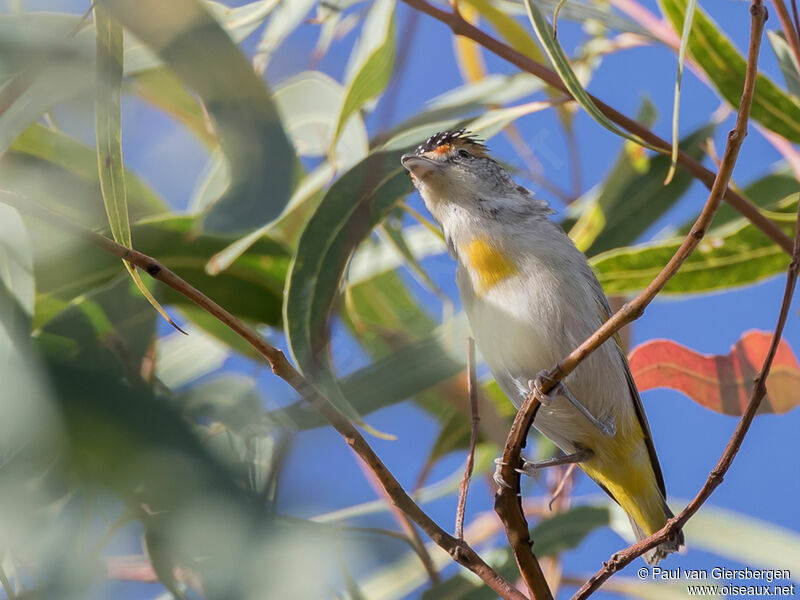 Pardalote à sourcils rougesadulte