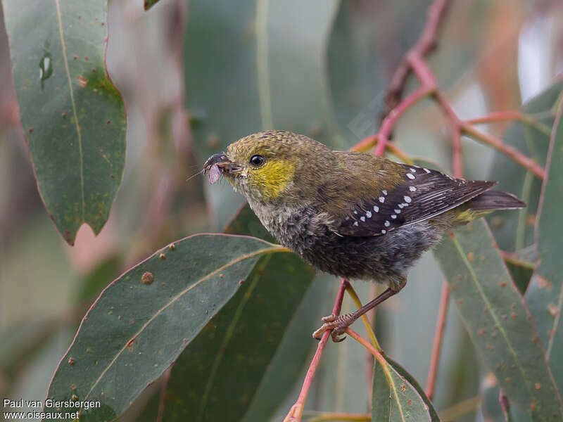 Pardalote de Tasmanieadulte, identification