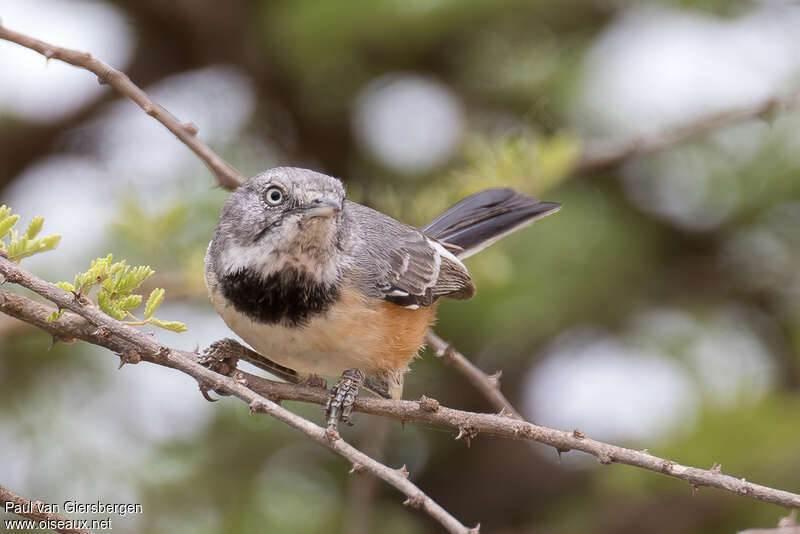 Banded Parisomaadult, close-up portrait