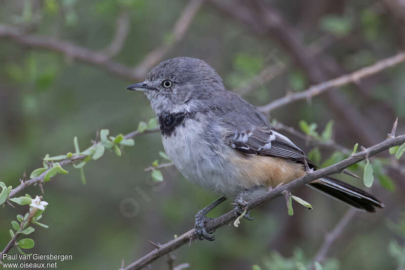 Banded Parisomaadult, identification