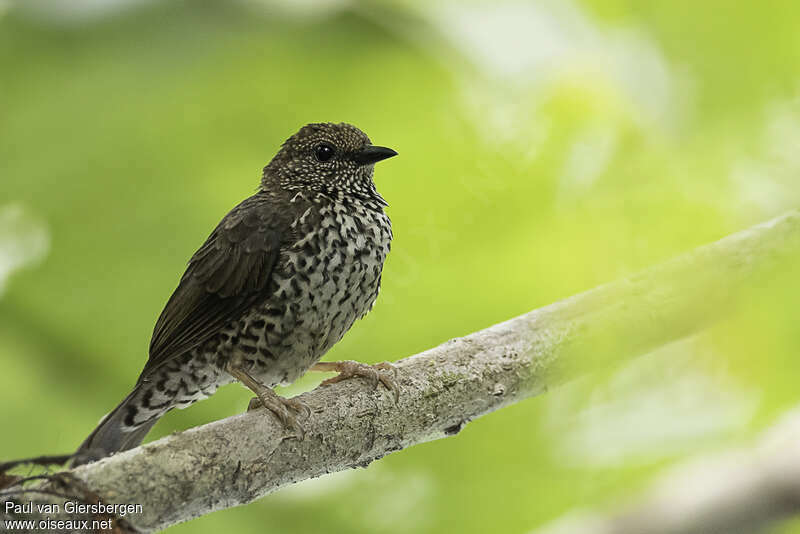 Red-fronted Antpecker female adult