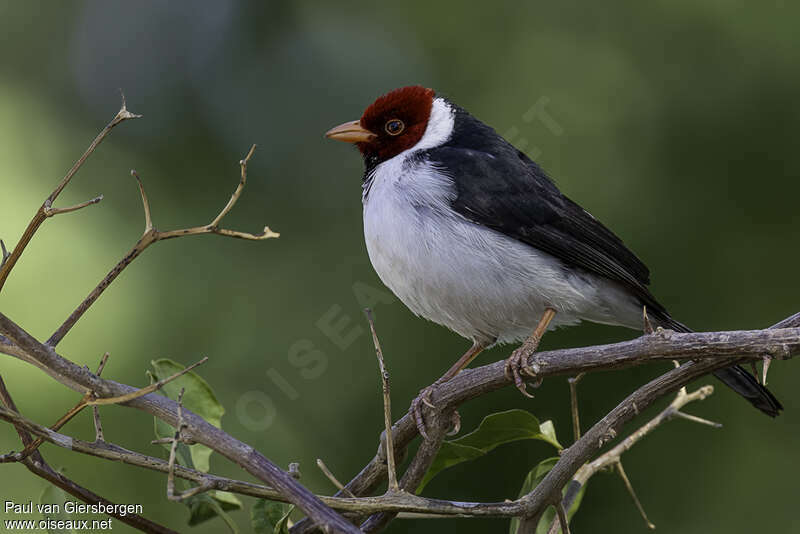 Yellow-billed Cardinaladult