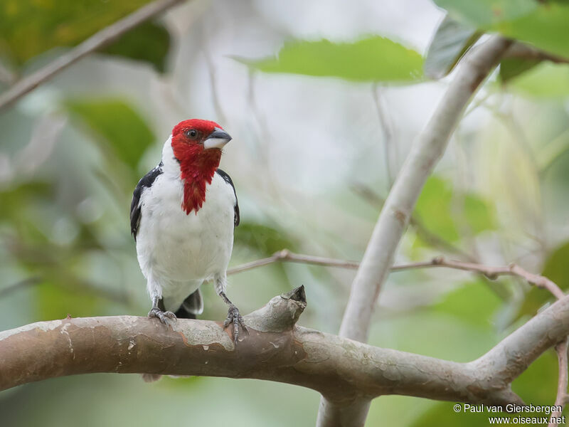 Red-cowled Cardinal