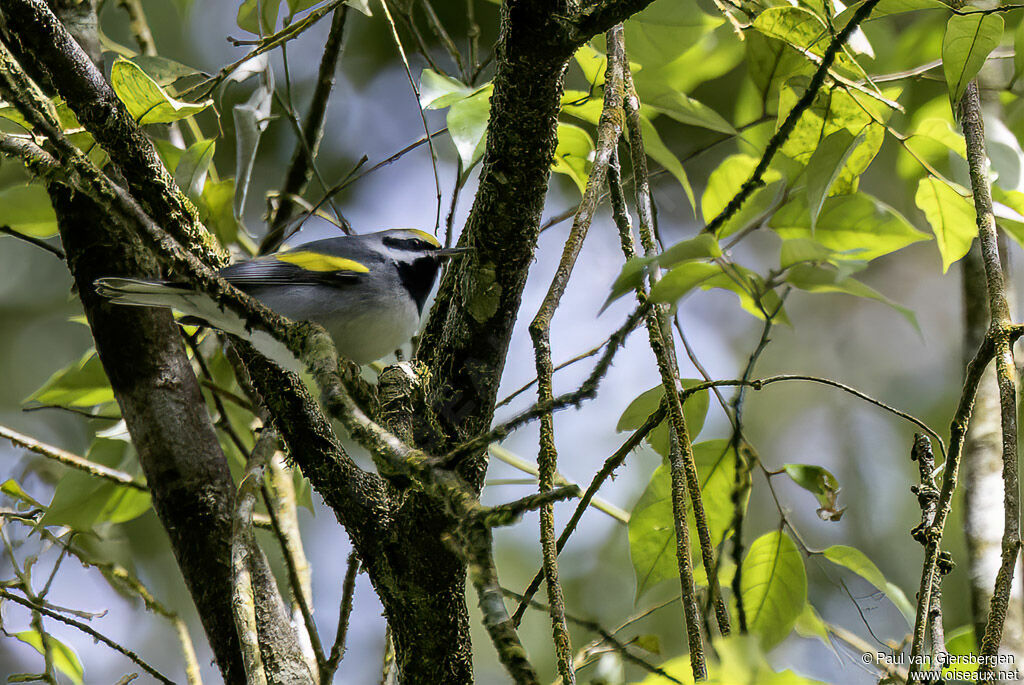 Paruline à ailes dorées