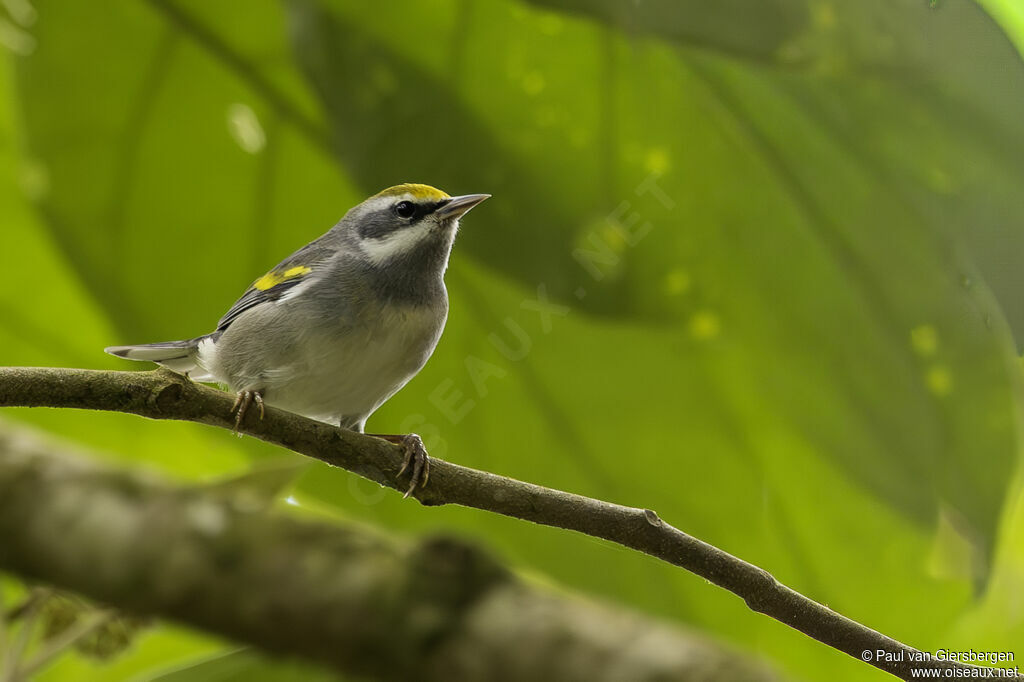 Paruline à ailes dorées femelle adulte