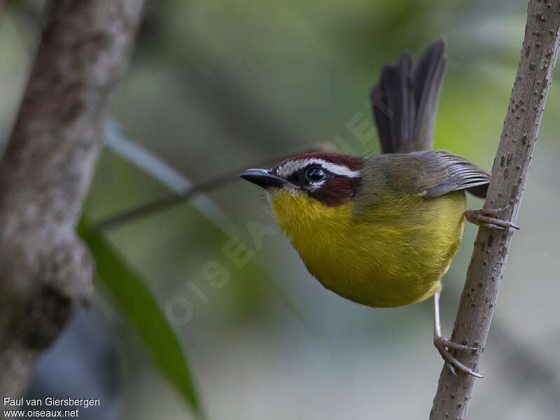 Rufous-capped Warbler, close-up portrait