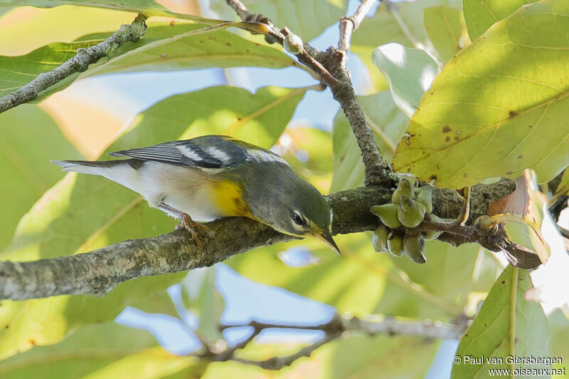 Northern Parula