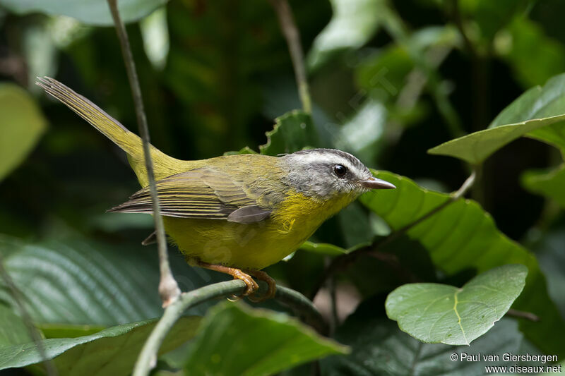 Golden-crowned Warbleradult, identification