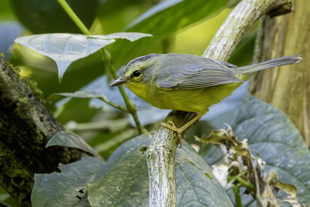 Paruline à couronne doréeadulte