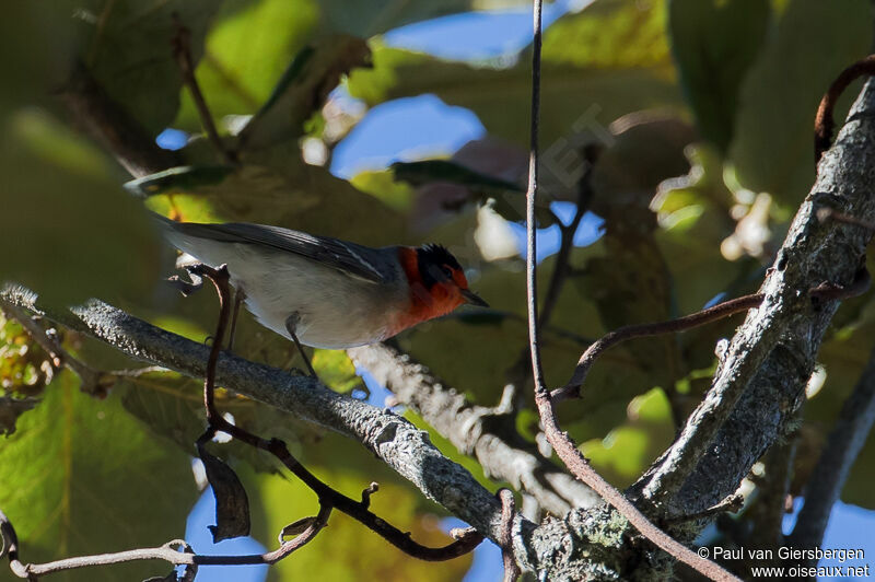 Red-faced Warbler