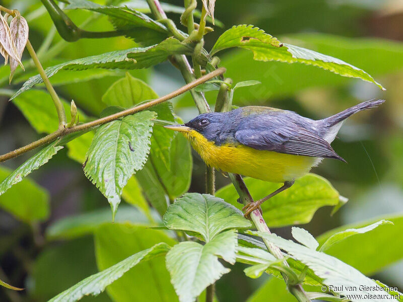 Tropical Parula