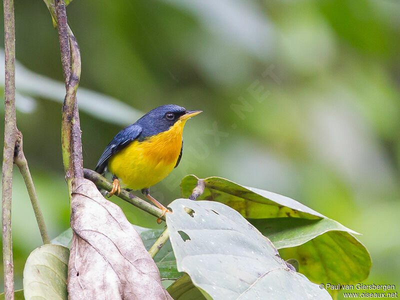 Tropical Parula