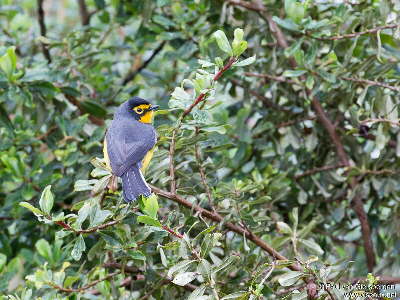 Spectacled Whitestartadult