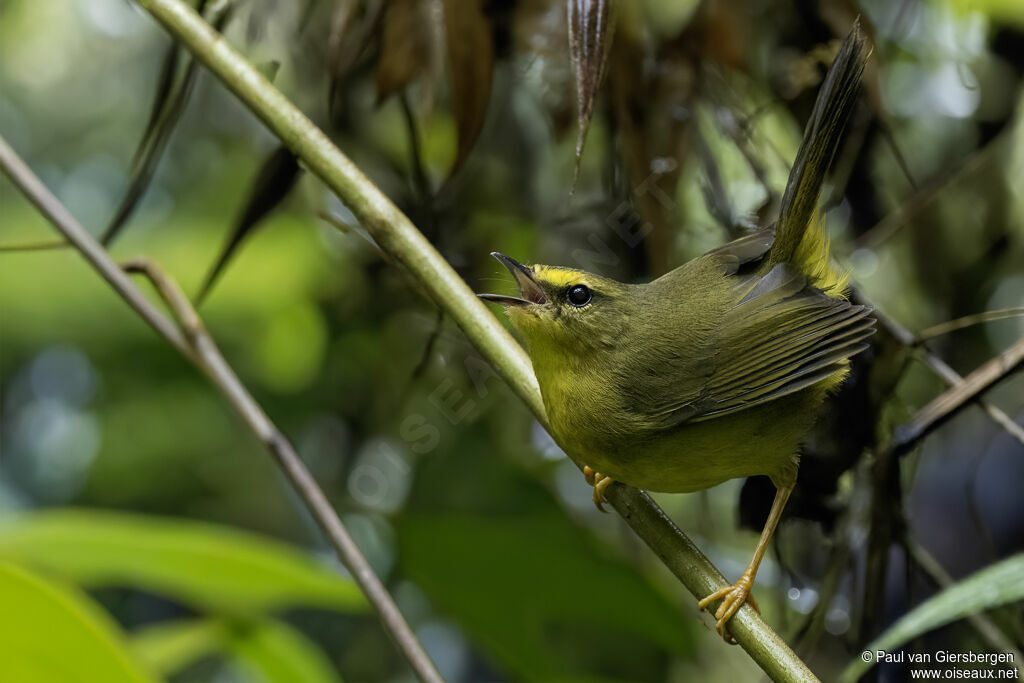 Paruline à pattes pâles