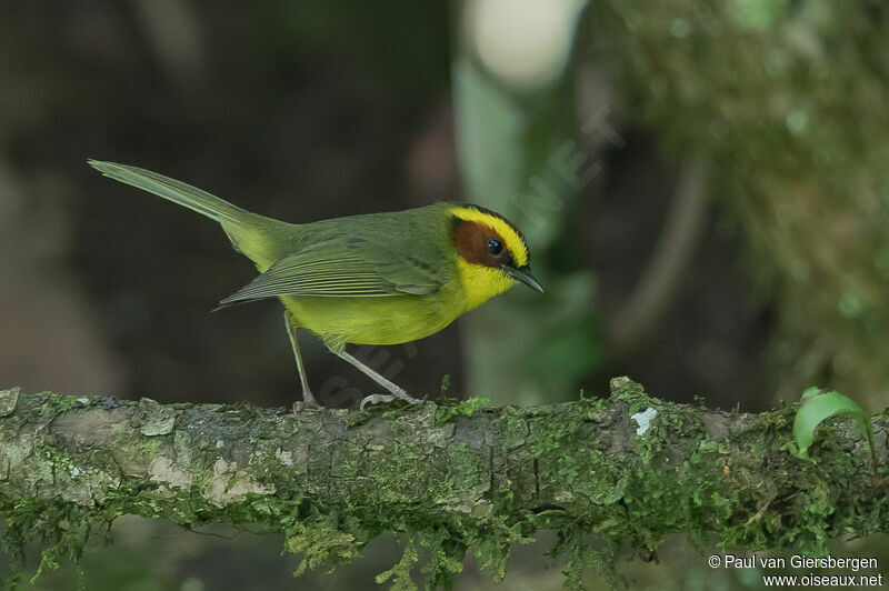 Golden-browed Warbler