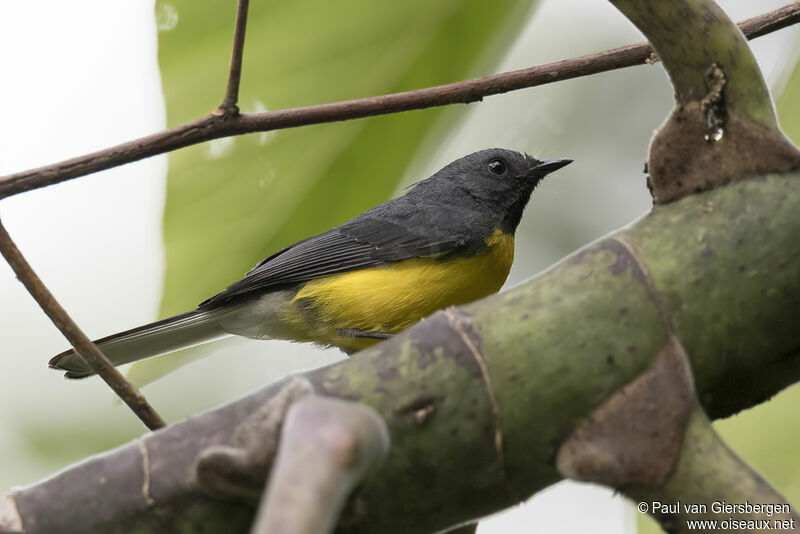 Paruline ardoiséeadulte