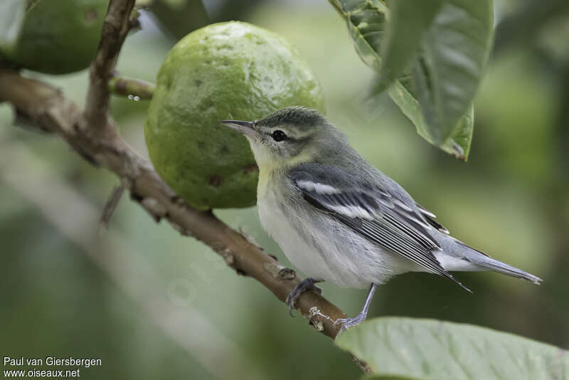 Cerulean Warbler female adult, identification