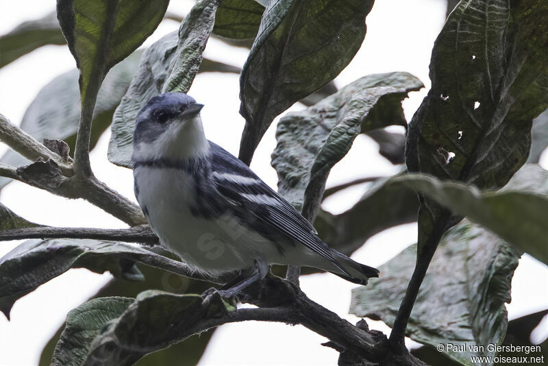 Paruline azurée mâle adulte