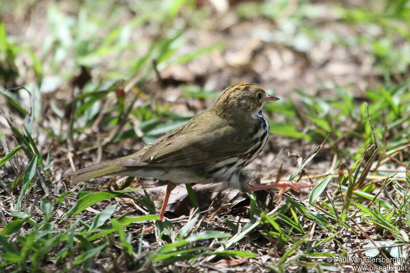 Paruline couronnée