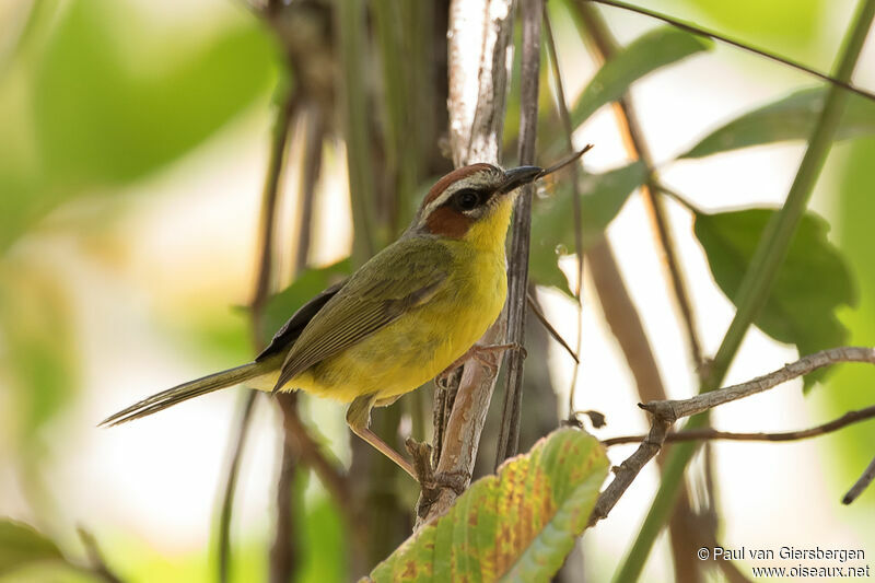 Chestnut-capped Warbleradult, identification