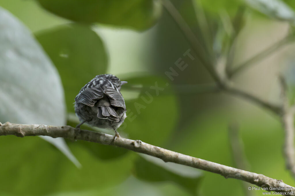 Paruline de Jamaïque