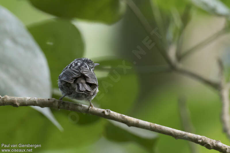 Arrowhead Warbleradult, identification