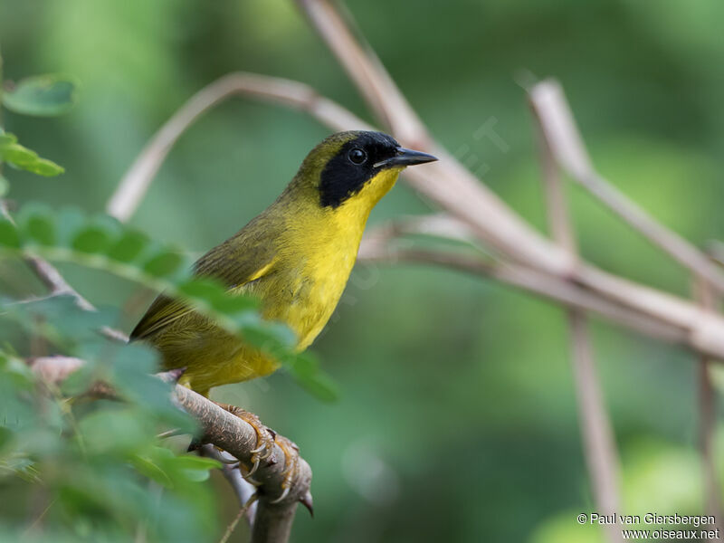 Olive-crowned Yellowthroatadult