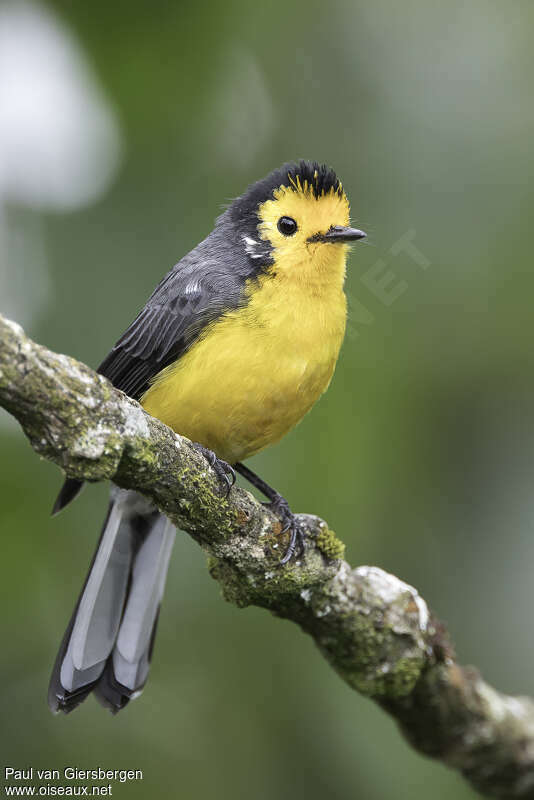 Golden-fronted Whitestartadult, close-up portrait