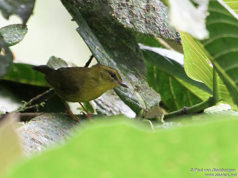 Choco Warbler