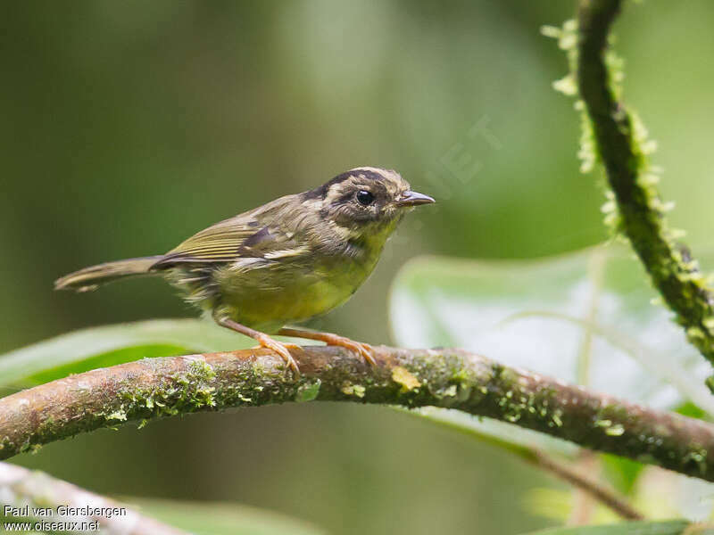 Black-eared Warbler