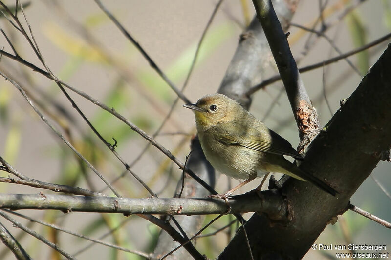 Common Yellowthroat