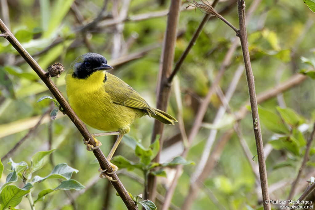 Paruline masquée mâle adulte