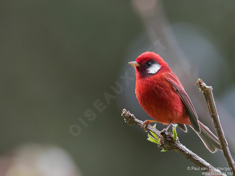 Paruline rouge