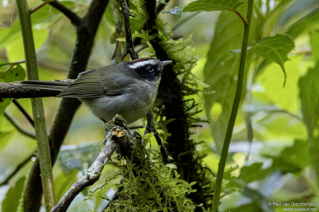 Paruline sombreadulte