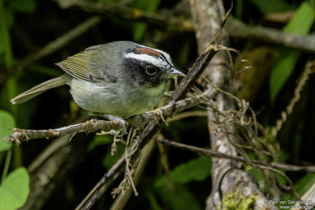 Paruline sombreadulte