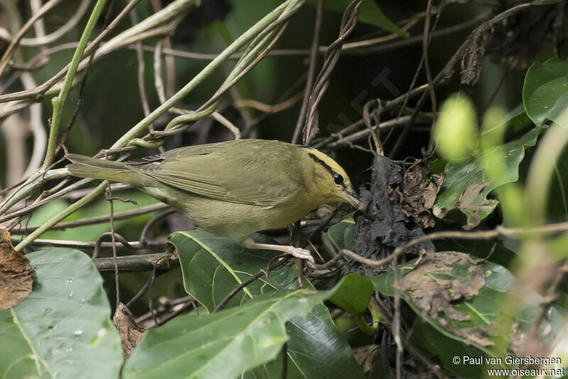 Paruline vermivoreadulte