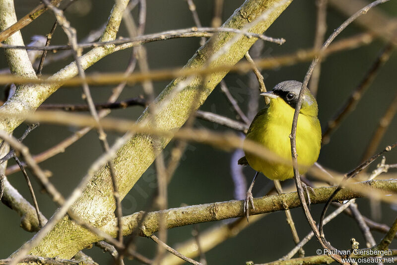 Southern Yellowthroatadult