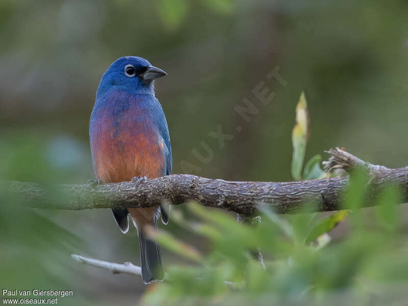 Passerin à ventre rose mâle adulte, portrait