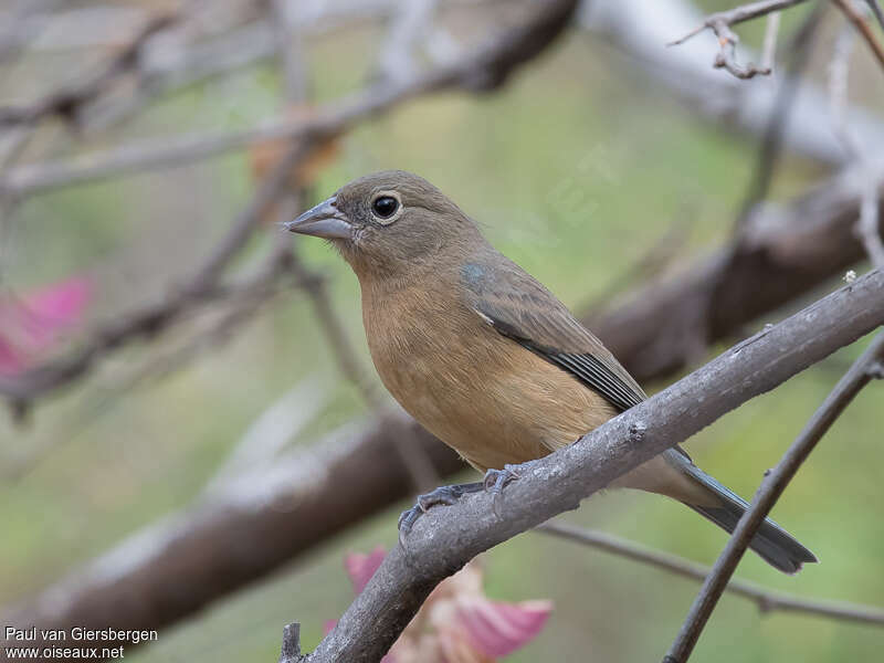 Rose-bellied Bunting female adult, identification