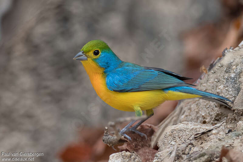 Orange-breasted Bunting